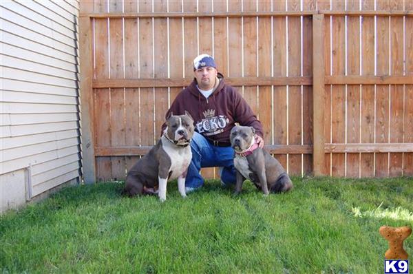 Dogs for Sale in ID